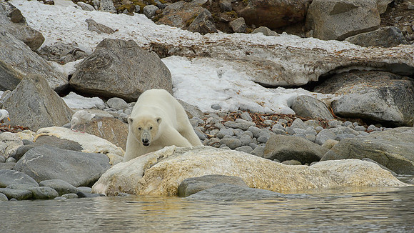 Polar bear