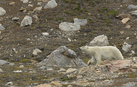Polar bear