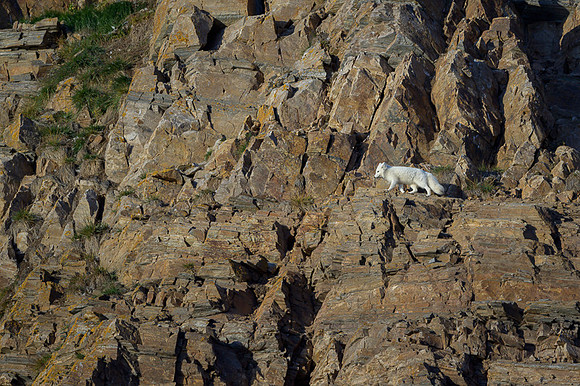 Arctic fox White