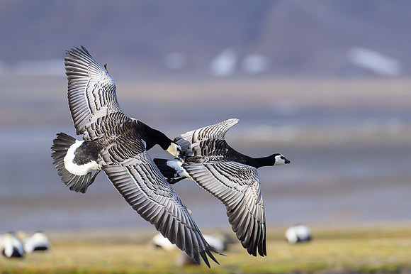 Barnacle goose