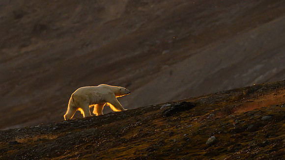 Polar bear