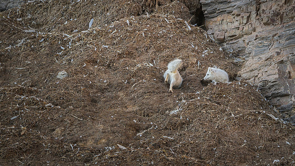 Arctic fox White