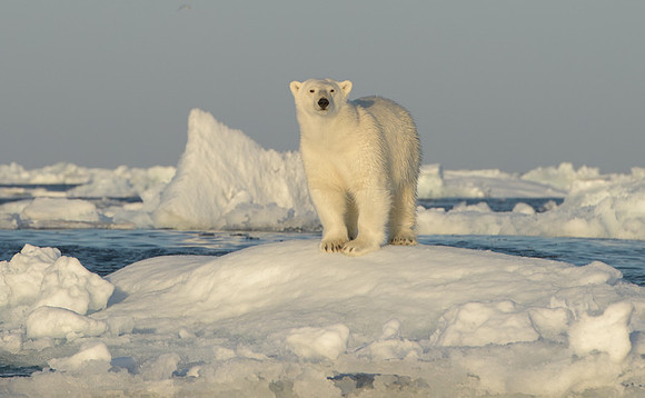 Polar bear
