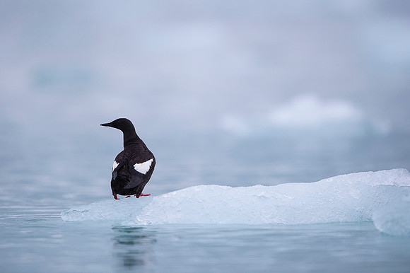Black guilemot
