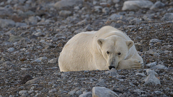 Polar bear