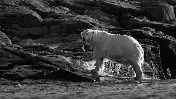 Polar bear
