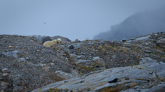 Polar bear