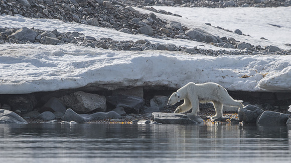 Polar bear