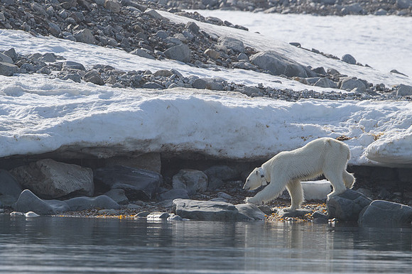 Polar bear