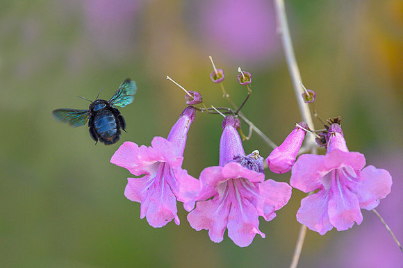 Bee-carpenter