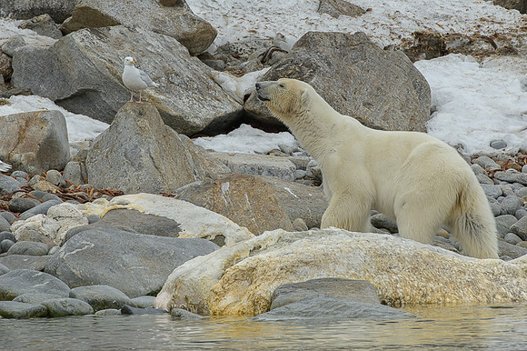 Polar bear