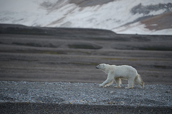 Polar bear