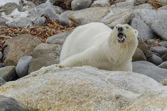 Polar bear