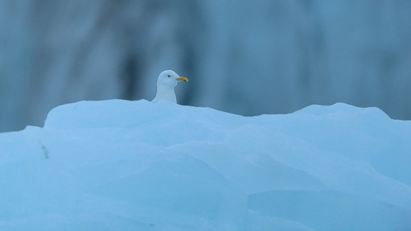 Glaucous gull