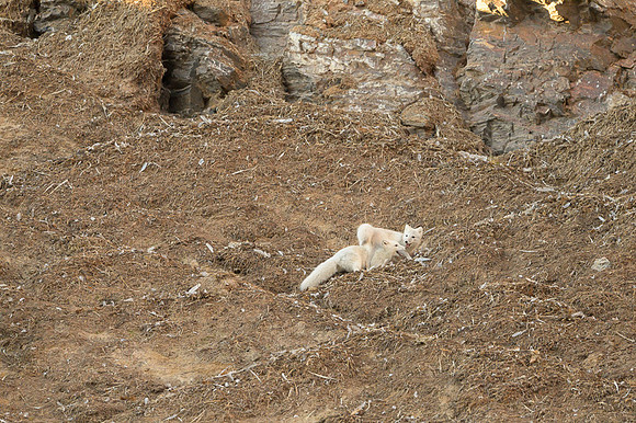 Arctic fox White