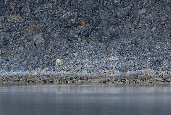 Polar bear