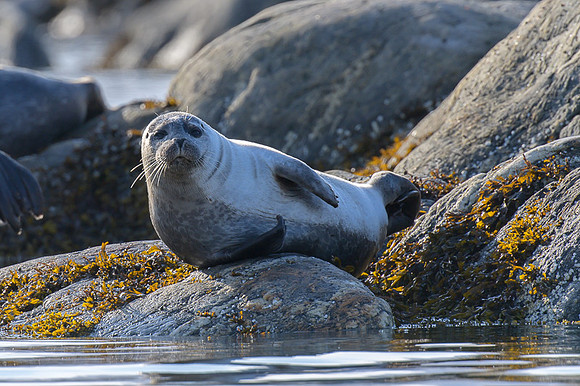 Harbor seal