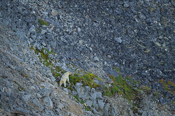 Polar bear