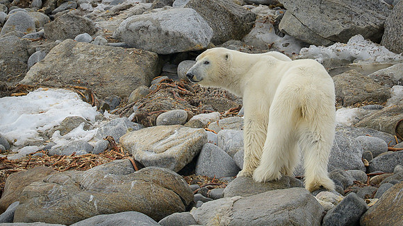 Polar bear