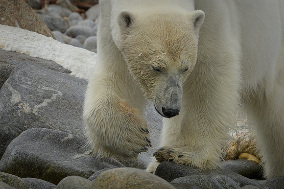 Polar bear