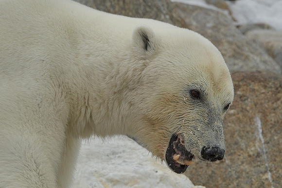 Polar bear