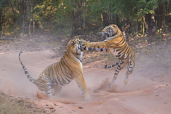 Tiger fight