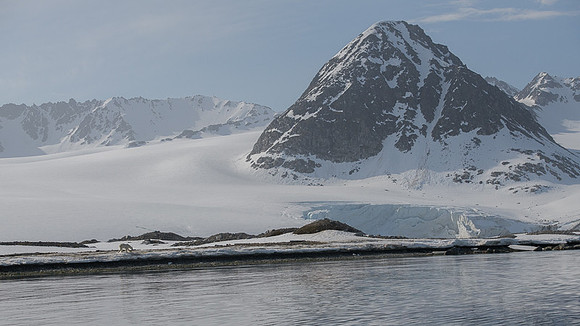 Polar bear
