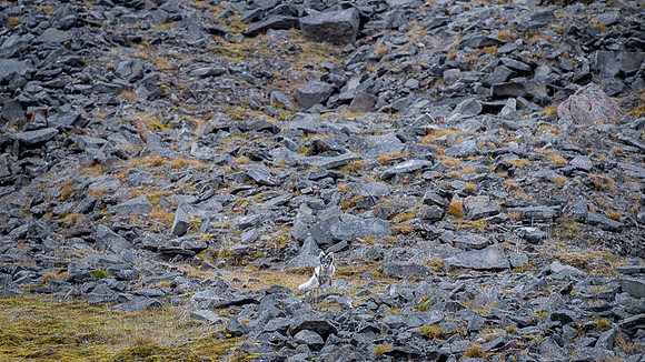 Arctic fox White
