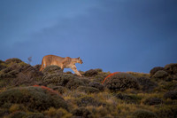 Puma - Chile