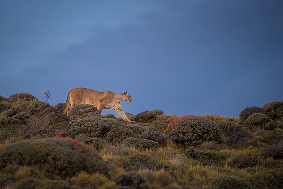 Puma - Chile