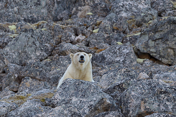 Polar bear