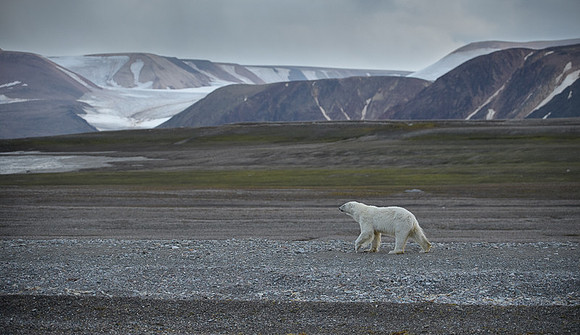Polar bear