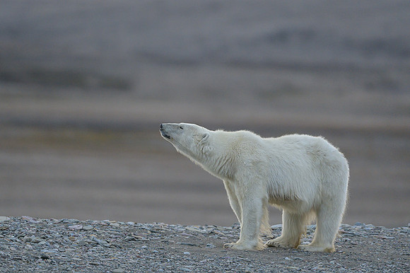 Polar bear