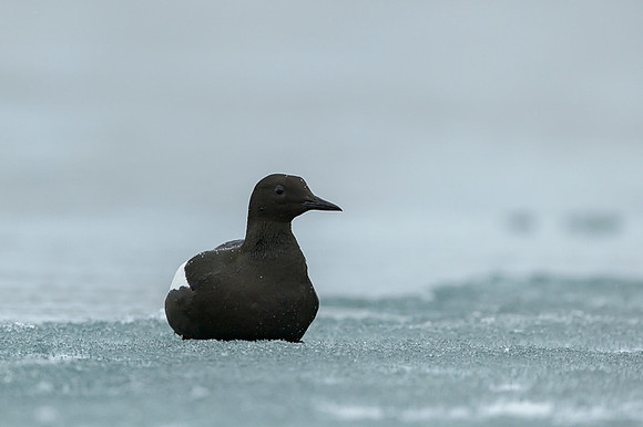 Black guilemot