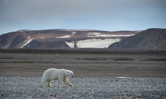 Polar bear