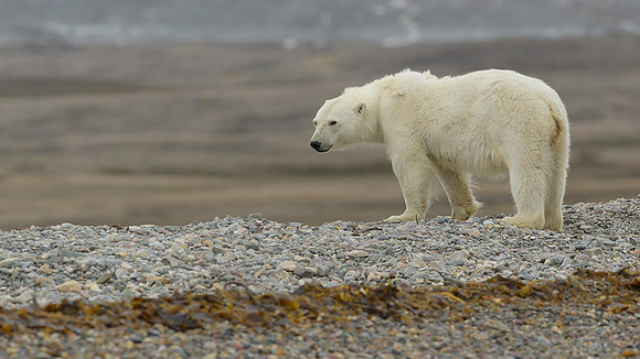 Polar bear