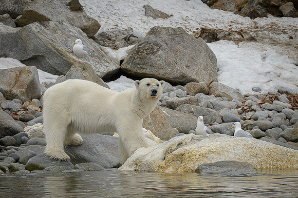 Polar bear