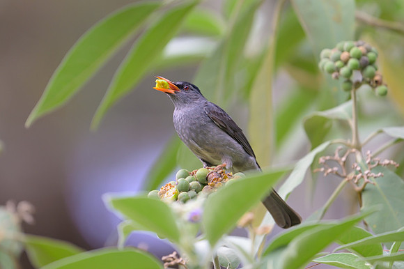 Malagasy Bulbul