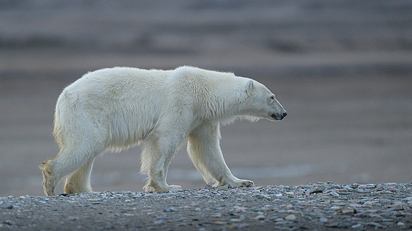 Polar bear