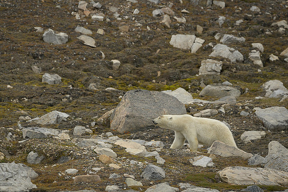Polar bear