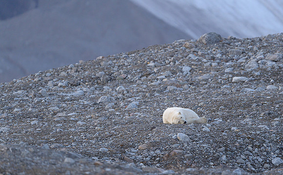 Polar bear