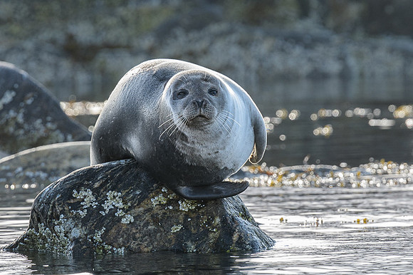 Harbor seal