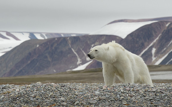 Polar bear
