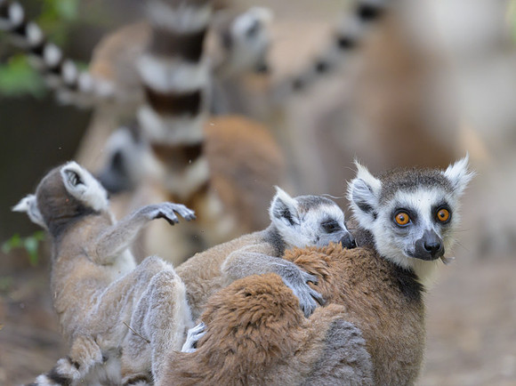 Ring-tailed lemurs