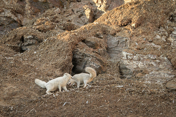 Arctic fox White
