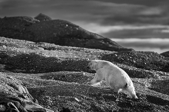 Polar bear