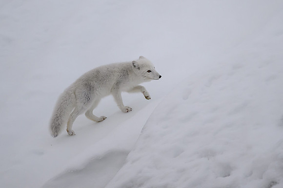 Arctic fox White