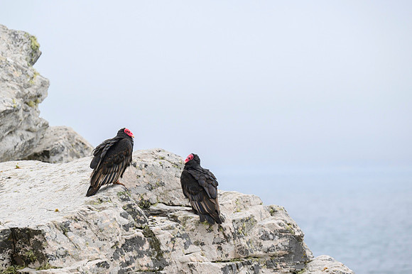 Turkey Vulture