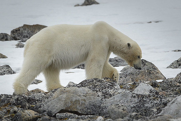 Polar bear