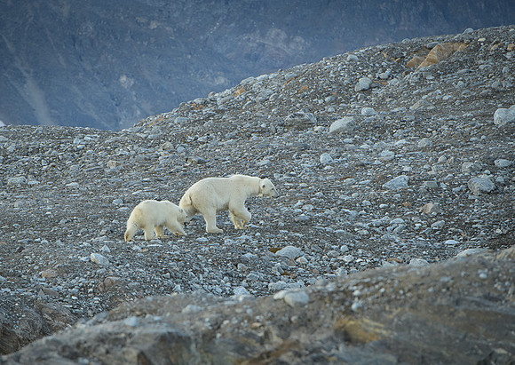 Polar bear